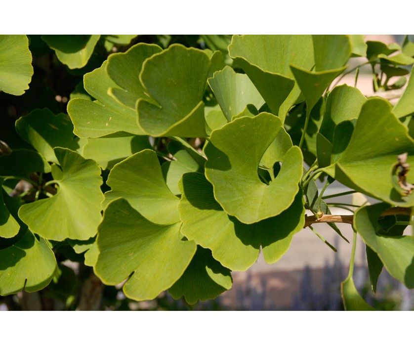Maidenhair Tree